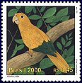 Golden Conure