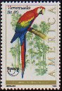 Scarlet Macaw